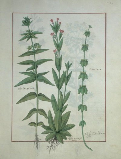 Elusae Gennus, Timo Carvi e Crosswort, illustrazione dal Libro delle Semplici Medicine di Mattheaus Platearius da Robinet Testard